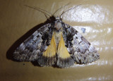 8721 - Allotria elonympha; False Underwing