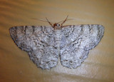 6599 - Epimecis hortaria; Tulip-tree Beauty; female