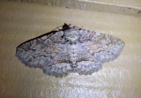 8692 - Zale galbanata; Maple Zale Moth