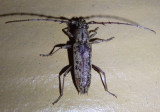 Elaphidion mucronatum; Spined Oak Borer