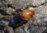 Amphasia interstitialis; Ground Beetle species
