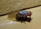 Minettia magna; Lauxaniid Fly species