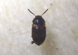 Mycetophagus serrulatus; Hairy Fungus Beetle species