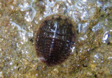 Psephenus Water Penny Beetle species larva