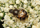 Trichiotinus affinis; Hairy Flower Scarab species