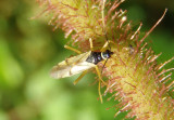 Tupiocoris Plant Bug species
