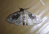 5225 - Palpita freemanalis; Freemans Palpita Moth