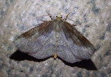 6823 - Metarranthis angularia; Angled Metarranthis Moth