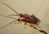 Aleiodes Mummy Wasp species
