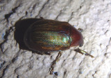 Anomala marginata; Shining Leaf Chafer species