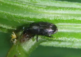 Baridini Flower Weevil species
