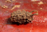 Bolitotherus cornutus; Forked Fungus Beetle