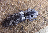Alaus myops; Blind Click Beetle