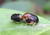 Clastoptera saintcyri; Heath Spittlebug pair