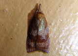 3716 - Cenopis diluticostana; Spring Dead-leaf Roller