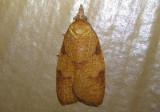 3722 - Cenopis directana; Chokecherry Leafroller