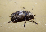 Euparius marmoreus; Fungus Weevil species