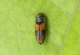 Horistonotus curiatus; Click Beetle species