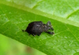 Odontopus calceatus; Yellow Poplar Weevil