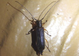 Saperda discoidea; Hickory Saperda