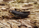 Tettigidea lateralis; Black-sided Pygmy Grasshopper