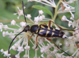 Typocerus zebra; Zebra Longhorn