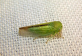 Idiocerus raphus; Leafhopper species