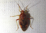 Lygidea salicis; Plant Bug species