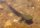 Gray/Copes Tree Frog tadpole
