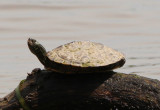 Common Map Turtle