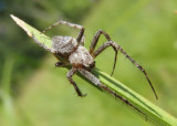 Eustala Orb Weaver species; male