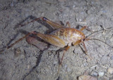 Ceuthophilus Camel Cricket species