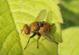 Gymnoclytia Tachinid Fly species; male
