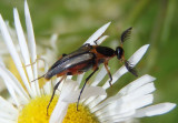 Macrosiagon limbata; Wedge-shaped Beetle species; male