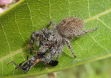 Phidippus princeps; Jumping Spider species; female