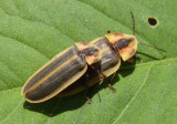 Pyractomena angulata; Firefly species pair