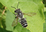 Megachile pugnata pugnata; Leafcutting Bee species