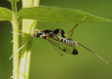 Spilopteron formosum; Ichneumon Wasp species; female