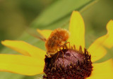 Bombylius comanche; Bee Fly species