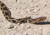 Western Fox Snake