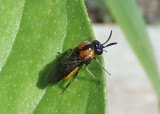 Schizocerella Argid Sawfly species; female