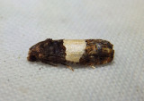 3184 - Epiblema tripartitana; Tortricid Moth species