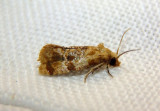3766-3783 - Cochylis Tortricid Moth species