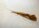 Triaenodes Long-horned Caddisfly species