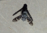 Anthrax irroratus; Bee Fly species