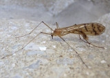 Bittacus strigosus; Hangingfly species