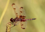 Celithemis elisa; Calico Pennant; male