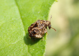 Gibbobruchus mimus; Redbud Bruchid