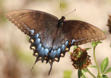 Papilio glaucus; Eastern Tiger Swallowtail; dark form female