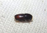 Scolytus multistriatus; Smaller European Elm Bark Beetle; exotic